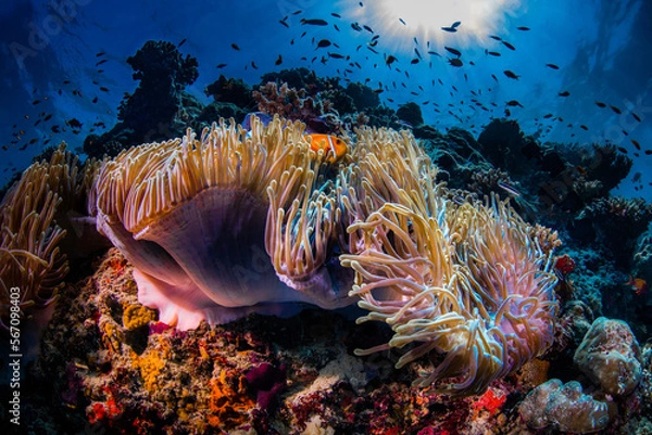 Fototapeta Horizontal photo of a small orange clownfish hides in a beautiful anemone