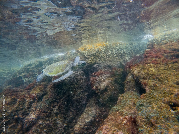 Fototapeta turtle in the ocean