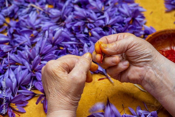 Fototapeta Manual processing of saffron, a cooking spice.