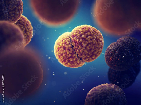 Obraz Meningitis bacteria, Neisseria meningitidis. Meningococcal meningitis is a bacterial form of meningitis, a serious infection of the thin lining that surrounds the brain and spinal cord.