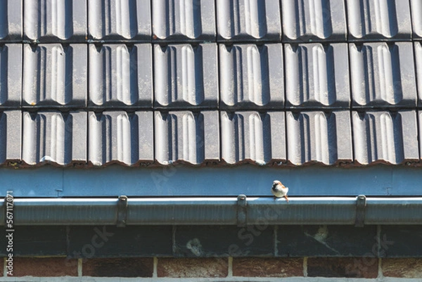 Fototapeta Un petit oiseau posé sur la goutière