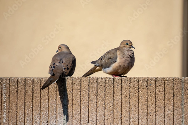 Obraz Mourning Doves resting on a Warm Day