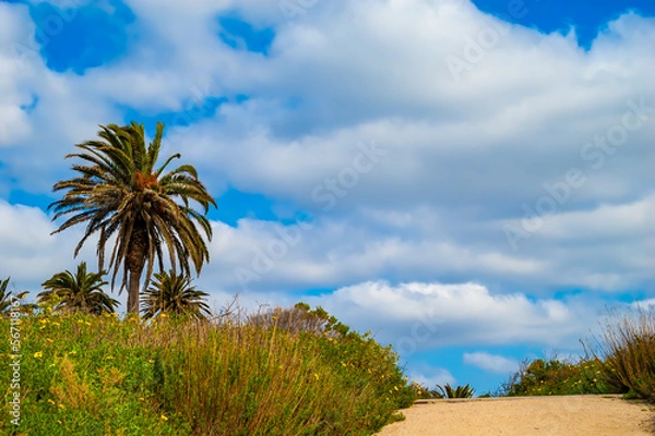 Obraz Palm Tree and Trail Against the Open Sky