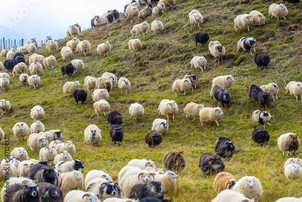 Fototapeta Icelandic Sheep Graze in the Mountain Meadow, Group of Domestic Animal in Pure and Clear Nature. Beautiful Icelandic Highlands. Ecologically Clean Lamb Meat and Wool Production. Scenic Area