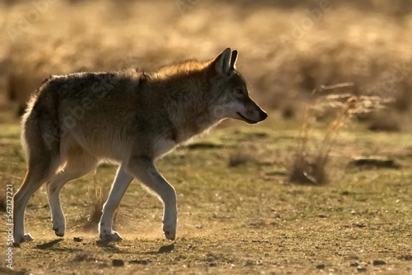Fototapeta Eurasian wolf or Canis lupus lupus walks in steppe