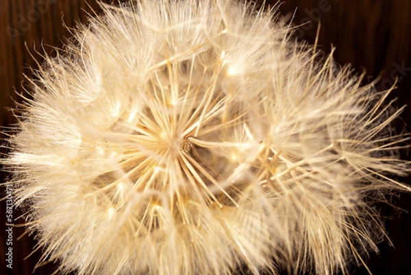 Fototapeta Ball of dry dandelion with seeds on brown wooden background. The concept of life and old age