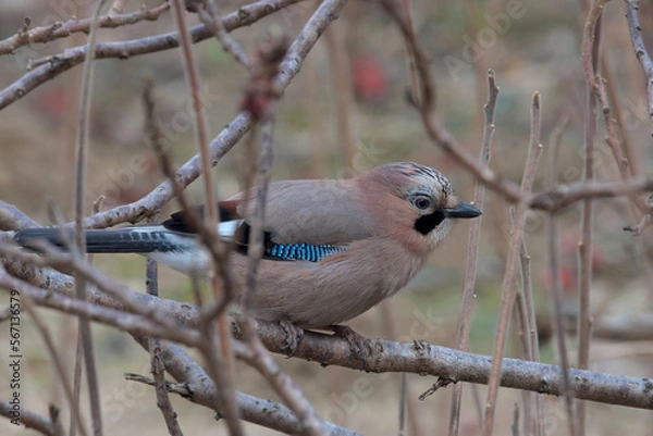Obraz Sójka wśród gałęzi