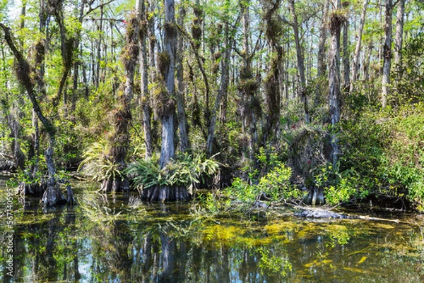 Fototapeta Cypress tree