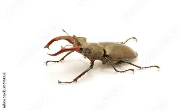 Obraz Rhinoceros beetle isolated on white