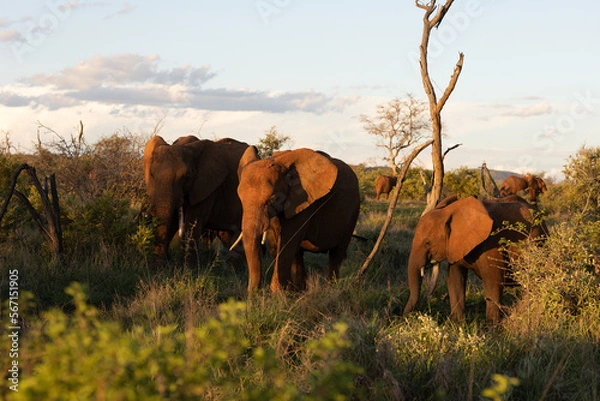 Obraz African elephant family on a sunset