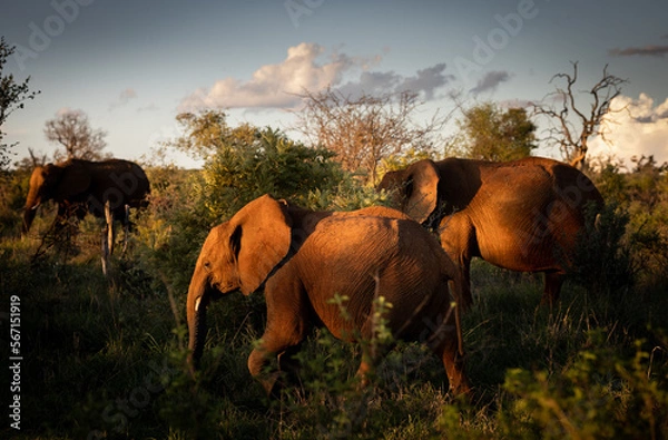 Obraz African elephant family on a sunset