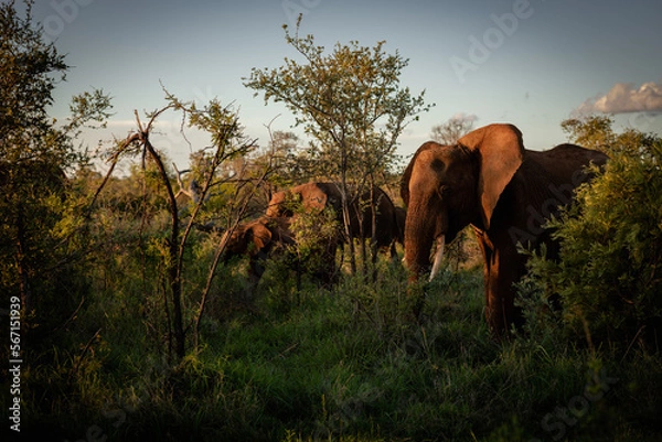 Fototapeta African elephant family on a sunset