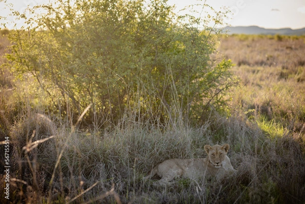 Fototapeta Lion cub resting in grass