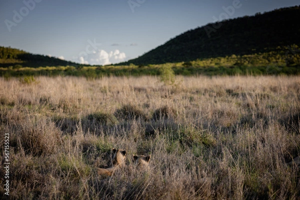 Obraz Family of lions resting in grass