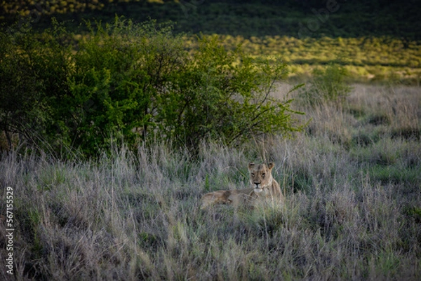 Obraz Lioness resting in grass