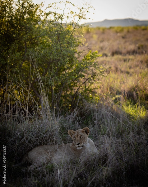 Fototapeta Lion cub resting in grass