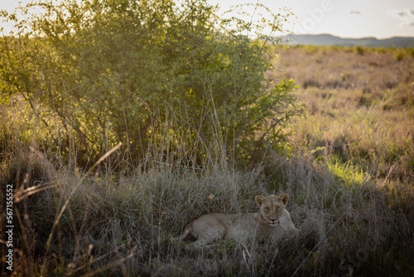 Obraz Lion cub resting in grass