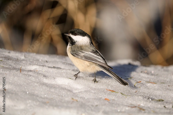 Obraz A black-capped chickadee in the snow.