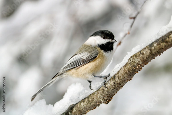 Obraz Black-capped Chickadee
