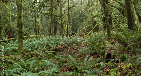 Fototapeta Lush Rainforest Nature Scene