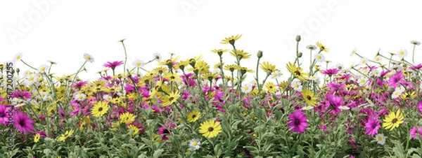 Obraz Evergreen flowers and grass field in nature,  Flowres on garden in springtime, Tropical forest isolated on transparent background - PNG file, 3D rendering illustration for create and design or etc