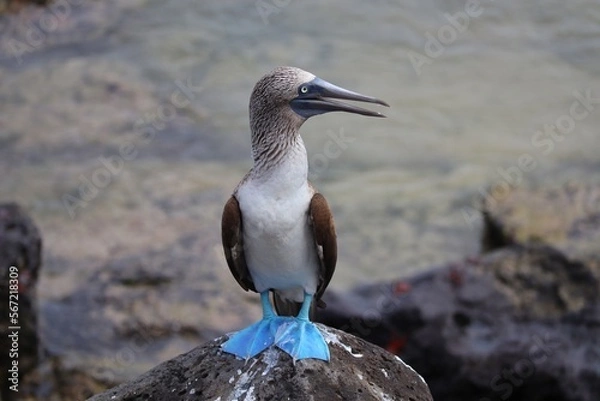 Fototapeta Blue footed boobie on the rocks
