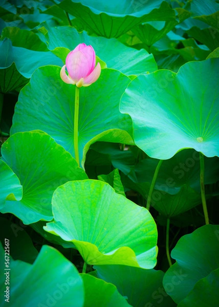 Fototapeta 緑の葉に映えるピンクの蓮のつぼみ