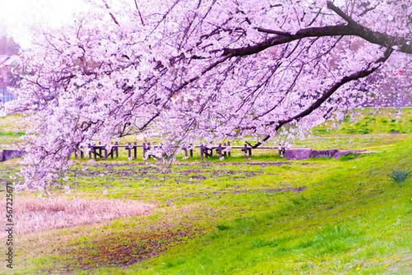 Fototapeta 咲き乱れる桜