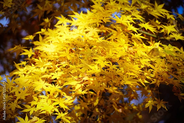 Fototapeta 黄色のもみじ