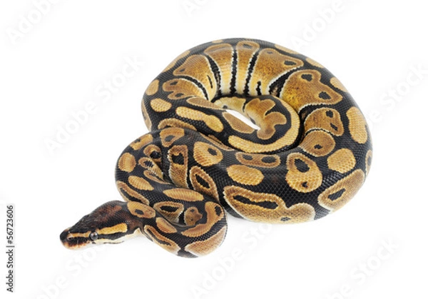 Fototapeta Beautiful Python