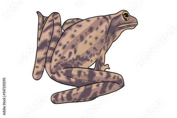 Obraz frog on white background