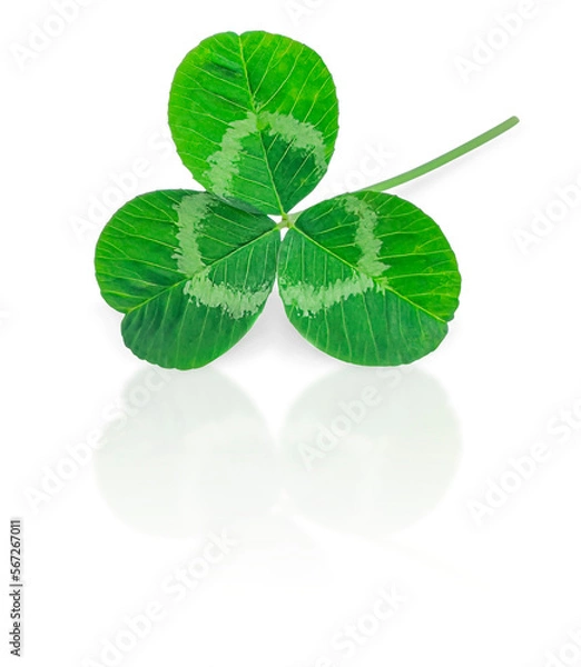Fototapeta The green leaf of the plant. Clover. Isolated. Close-up. added shadow and reflection. Space for copying. St. Patrick's Day.