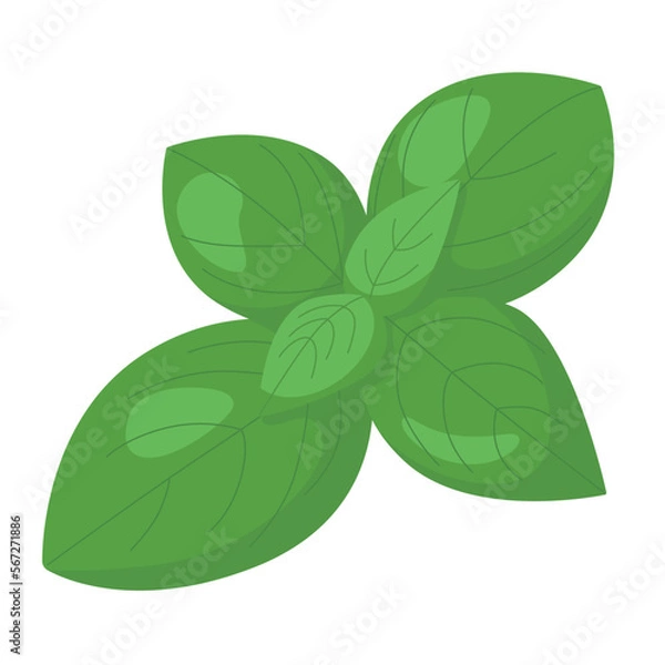 Fototapeta Vector illustration of basil on white background.