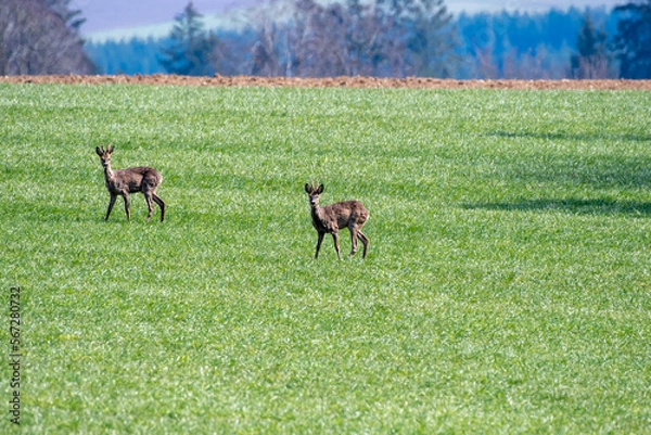 Fototapeta two roe deers in a field