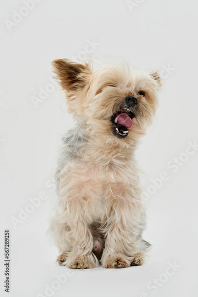 Obraz yorkshire terrier puppy