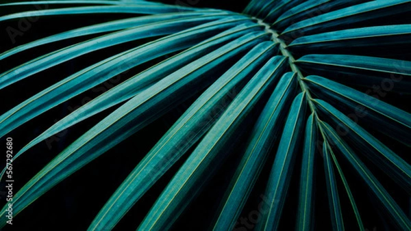 Fototapeta tropical palm leaf background, blue color toned