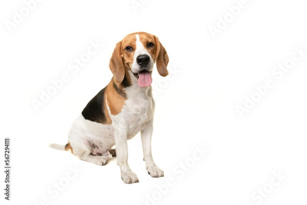 Obraz Sitting beagle dog smiling looking at the camera isolated on a white background