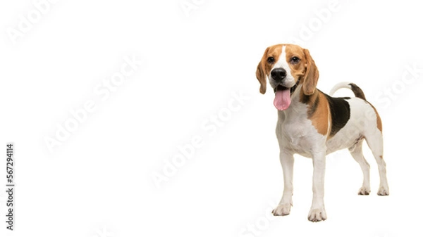 Obraz Standing beagle dog smiling looking at the camera isolated on a white background