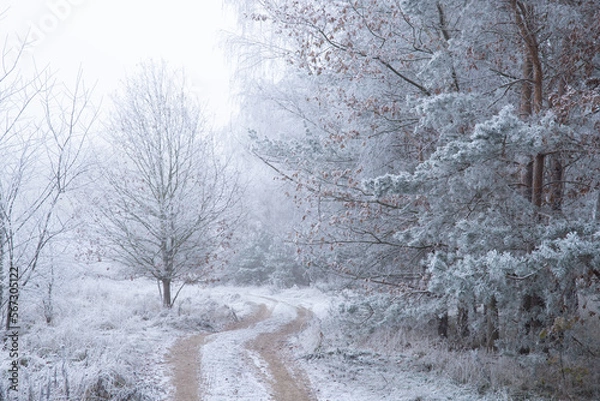 Obraz Na skraju lasu