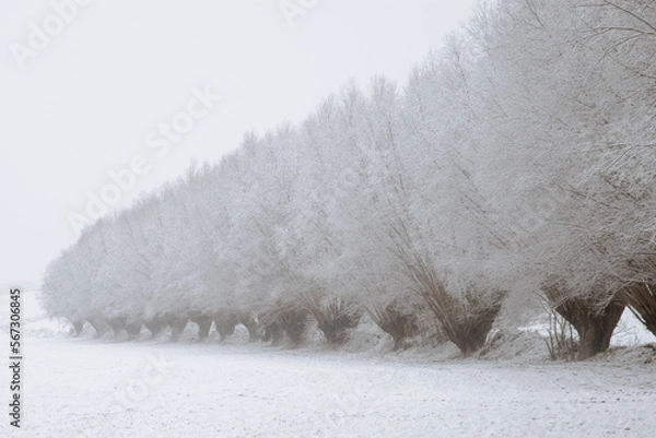 Obraz Aleja wierzbowa