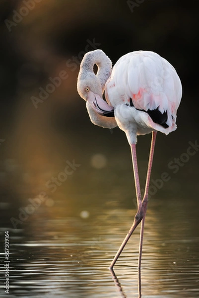 Fototapeta Greater Flamingo, Phoenicopterus ruber, beautiful pink big bird with long neck , animal in the nature habitat, France. Wild from Europe. Flamingo, wildlife.