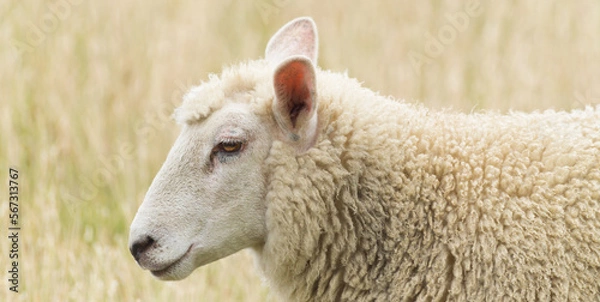 Fototapeta Woolly dike sheep portrait from the side