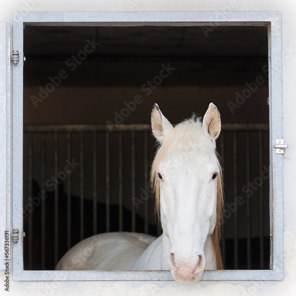 Obraz ein weißes Pferd mit sehr schönem Kopf schaut aus einem Stallfenster, das Bild ist ein Quadrat