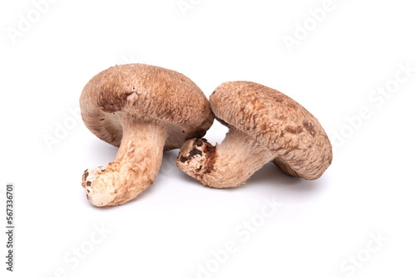 Fototapeta Fresh shiitake mushroom isolated on white background. close up. japanese food