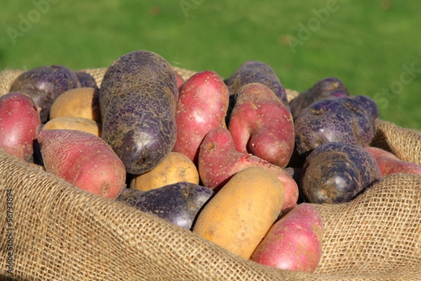 Obraz Alte Kartoffelsorten