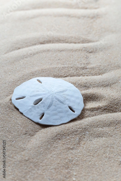 Obraz Common sand dollar shell, echinarachnius parma, on the sandy beach
