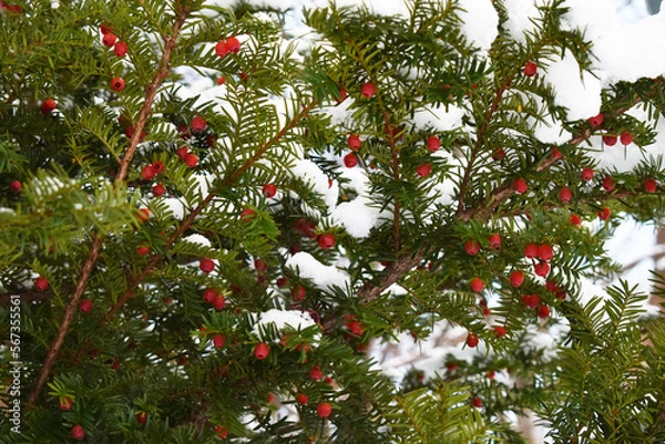Fototapeta Those bright red fruits of the pine trees with the white snow background in Sapporo Japan