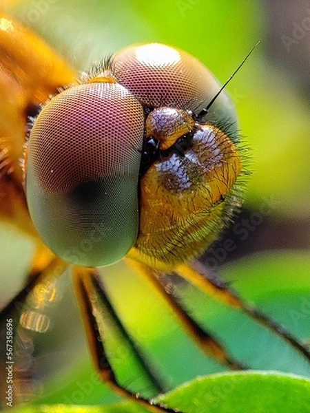 Fototapeta dragon fly close up