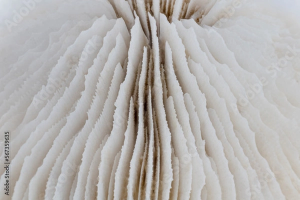 Fototapeta Macro image of a skeleton of a plate coral
