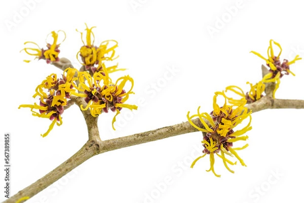 Fototapeta Yellow flowers on a blooming witch hazel branch (Hamamelis) isolated on a white background, medicinal plant used for skin care cosmetics, copy space, selected focus